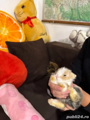 iepurasi cap de leu  - imagine 3