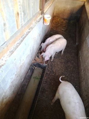 purcei de carne  - imagine 2