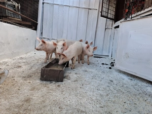 Vând porci si purcei 