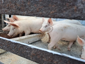 Vând porci si purcei  - imagine 2