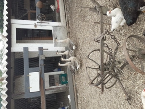 Vand gâște chinezești - imagine 2 Vand gâște chinezești - imagine 2