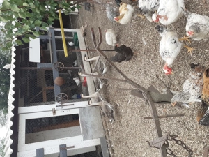 Vand gâște chinezești