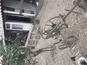 Vand gâște chinezești - imagine 3 Vand gâște chinezești - imagine 3