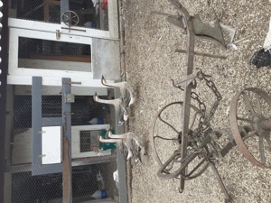 Vand gâște chinezești - imagine 4 Vand gâște chinezești - imagine 4