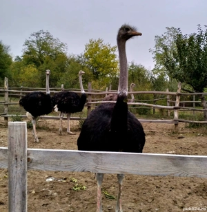 Struti de vanzare - imagine 2