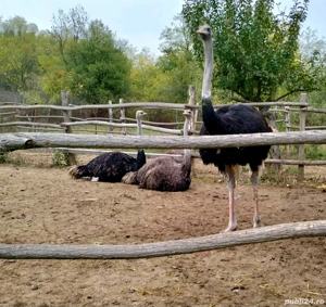 Struti de vanzare - imagine 3