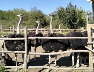 Struti de vanzare - imagine 5