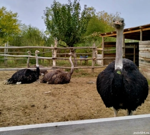 Struti de vanzare - imagine 4