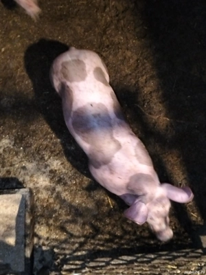 Purceii Petrean Belgian de vînzare. - imagine 3 Purceii Petrean Belgian de vînzare. - imagine 3