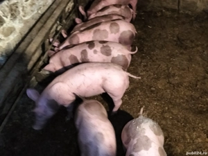 Purceii Petrean Belgian de vînzare. - imagine 2 Purceii Petrean Belgian de vînzare. - imagine 2