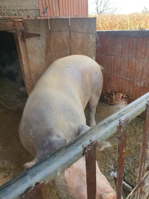 Vând porc    