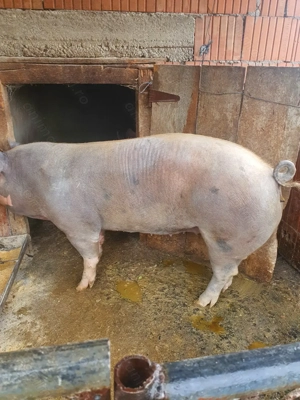 Vând porc     - imagine 2