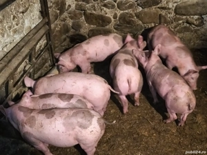 Purceii Petrean Belgian de vînzare. - imagine 4 Purceii Petrean Belgian de vînzare. - imagine 4