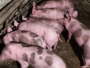 Purceii Petrean Belgian de vînzare.