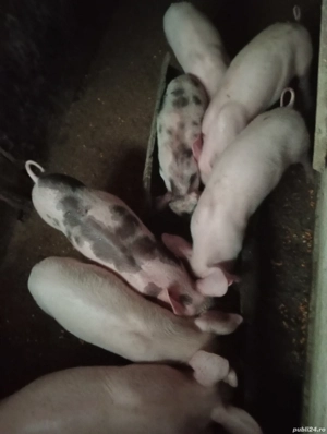 Vând purcei de carne - imagine 3