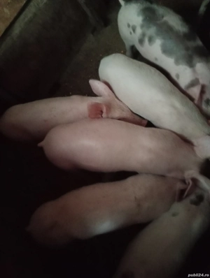 Vând purcei de carne - imagine 2