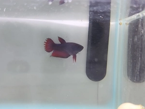 Pesti femele betta - imagine 3