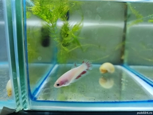 Pesti femele betta - imagine 2