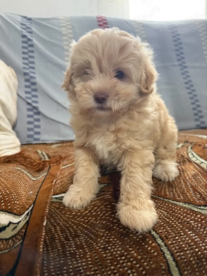 Vând cățel rasă bichon