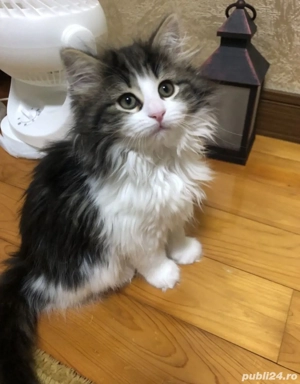 Siberiană de Pădure  - imagine 2