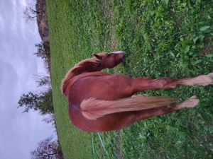 Vând cal de 5 ani foarte blând