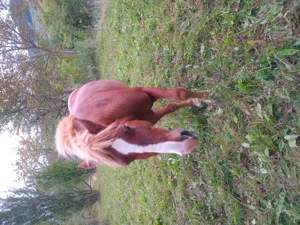 Vând cal de 5 ani foarte blând  - imagine 5