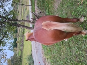 Vând cal de 5 ani foarte blând  - imagine 2