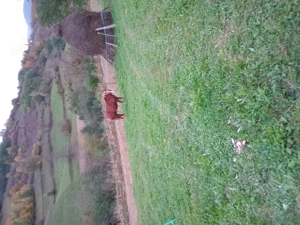 Vând cal de 5 ani foarte blând  - imagine 4