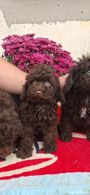 Pudel cioco talie toy