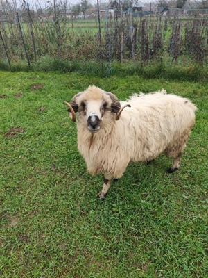 Berbecuț de vânzare  - imagine 2 Berbecuț de vânzare  - imagine 2