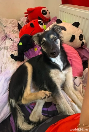 Catelusa spre adoptie