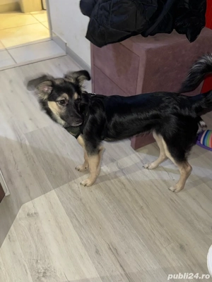 Catelusa spre adoptie - imagine 4