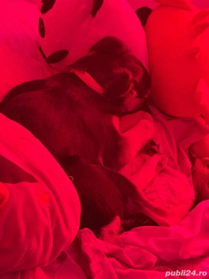 Catelusa spre adoptie - imagine 3