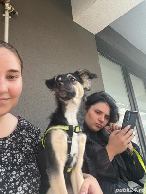 Catelusa spre adoptie - imagine 2