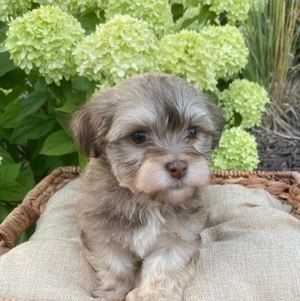 Bichon Havanez fetițe și băieței  700 lei