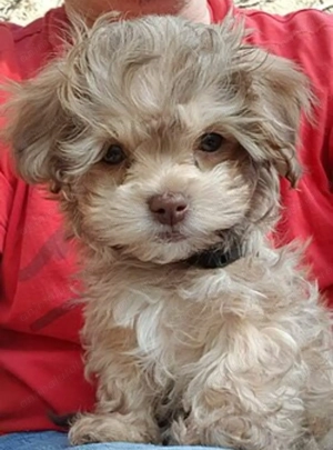 Bichon Havanez 650 lei - imagine 4