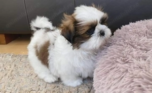 Bichon Havanez 650 lei