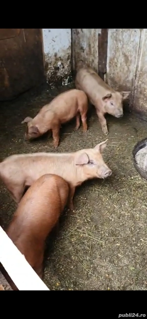 vand ce se vede in poza  - imagine 3