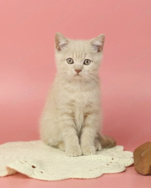 british cream si oranje - imagine 2