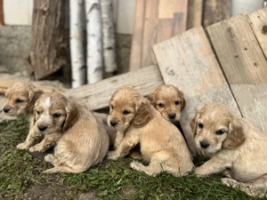 Cățeluși Cocker Spaniel 