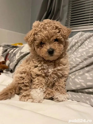 caniche poodle adorabil mini toy