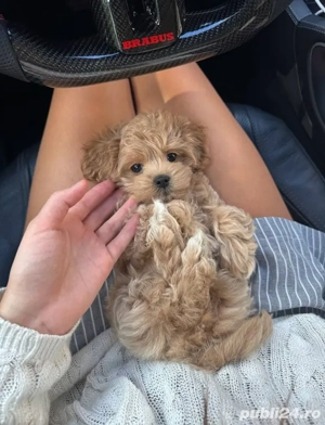 caniche poodle mini toy  - imagine 2