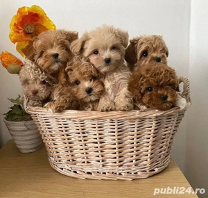 caniche poodle mini toy 