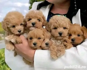 maltipoo poodle apricot mini toy