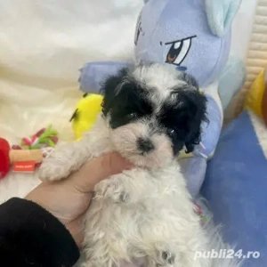 caniche poodle mini toy alb negru