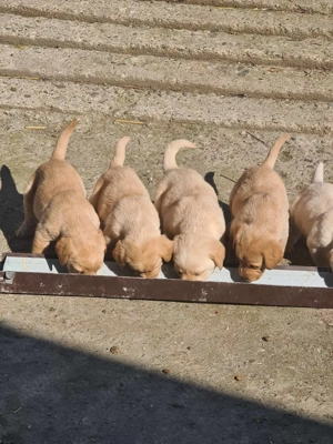 Pui labrador retriever