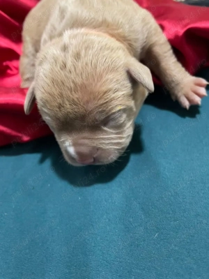 Vand pui American Bully  - imagine 2