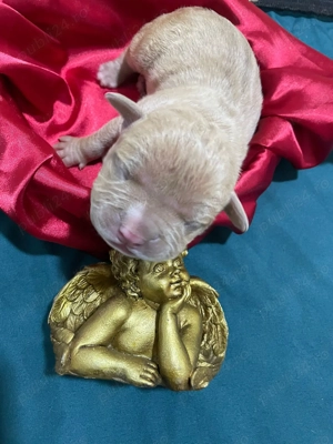 Vand pui American Bully