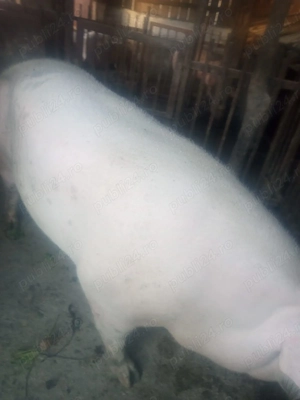 Vând porci rasa  - imagine 3 Vând porci rasa  - imagine 3