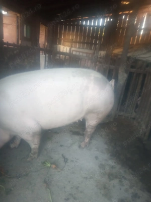 Vând porci rasa  - imagine 5 Vând porci rasa  - imagine 5